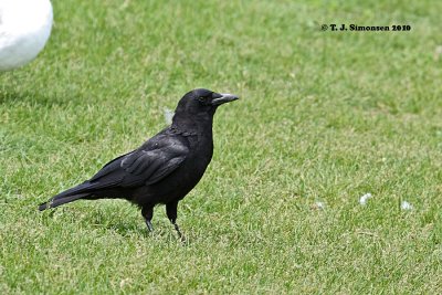 American Crow (Corvus brachyrhynchos)