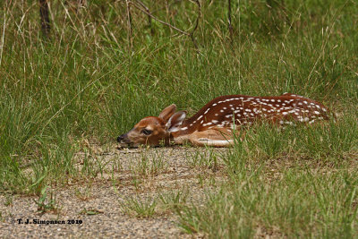 White-tailed deer (Odocoileus virginianus)