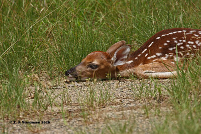 White-tailed deer (Odocoileus virginianus)