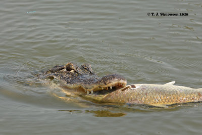 Mississippi Aligator (Alligator mississippiensis)