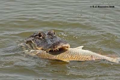 Mississippi Aligator (Alligator mississippiensis)