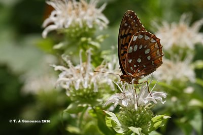 Great Spangled Fritillary (Argynnis cybele)