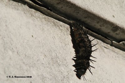 Mourning Cloak (Nymphalis antiopa)