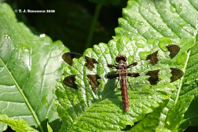 Common Whitetail <i>(Libellula lydia)</I>