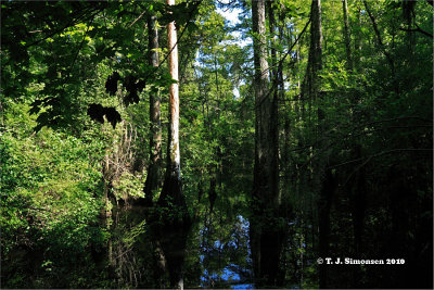 Cypress Swamp - 2