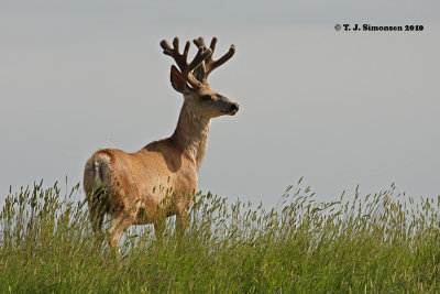 Mule Deer (Odocoileus hemionus)