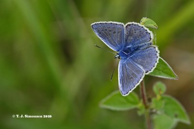 Coppers and Blues (Lycaenidae)