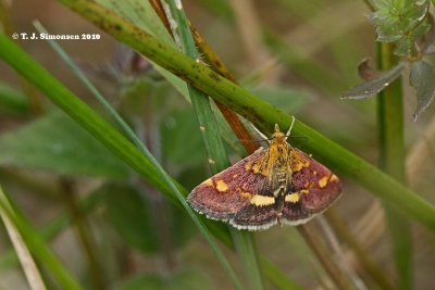 (Pyrausta purpuralis)