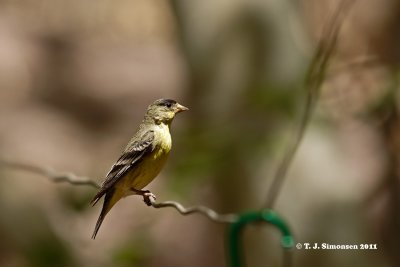 American Goldfinch (Carduelis tristis)