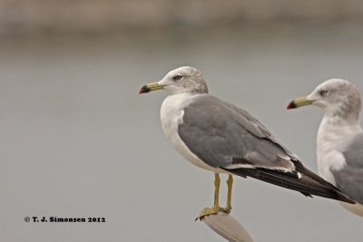 Black-tailed Gull (Larus crassirostris)