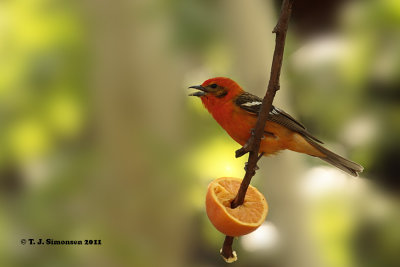 Tanagers, cardinals and allies