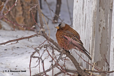 Finches, Sparrows, Weavers and Allies