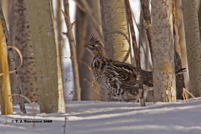 Ruffed Grouse (Bonasa umbellus)