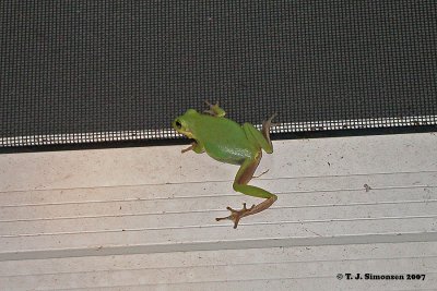 Green Tree Frog (Hyla cinerea)