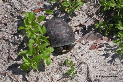 Gopher Tortoise (Gopherus polypnemus)