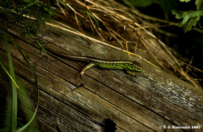 Sand Lizard (Lacerta agilis)