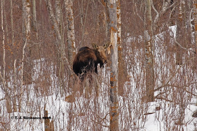 Moose (Alces alces)