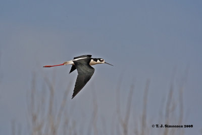 Black-necked Stilt (Himantopus himantopus mexicanus)