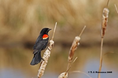 Red-winged Blackbird (Agelaius phoeniceus)