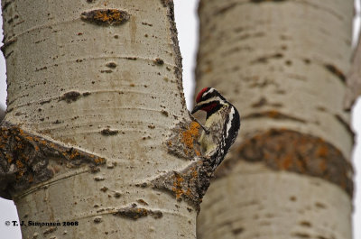 Yellow-bellied Sapsucker (Sphyrapicus varius)