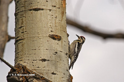 Yellow-bellied Sapsucker (Sphyrapicus varius)