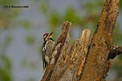 Yellow-bellied Sapsucker (Sphyrapicus varius)