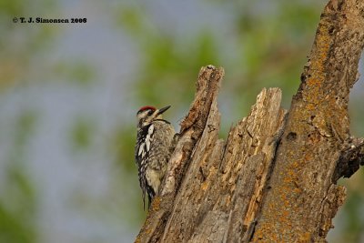 Yellow-bellied Sapsucker (Sphyrapicus varius)