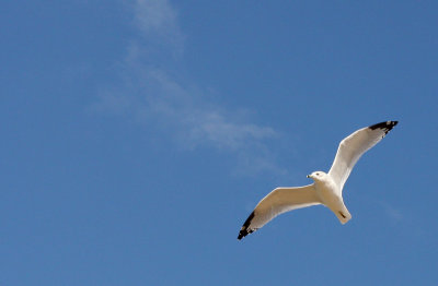 IMG_3718.jpg