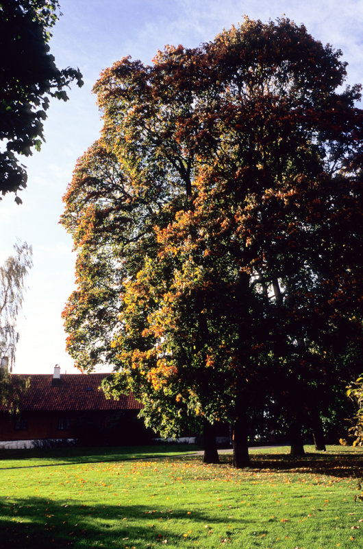 Image36.jpg