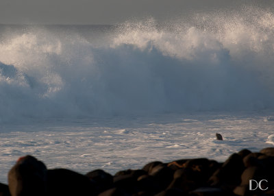 Sea lion enjoying the surf, North Seymour Island