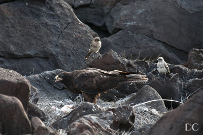 Galapagos hawk and mockingbirds