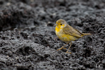 Yellow warbler (actual color)