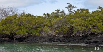 Mangroves