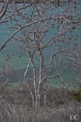 Palo Santo tree