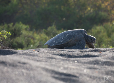 Green sea turtle