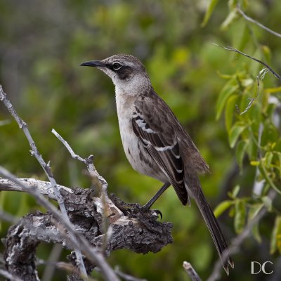 Galapagos mockingbird