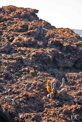 Lava cactus