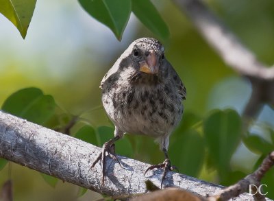 Small ground finch