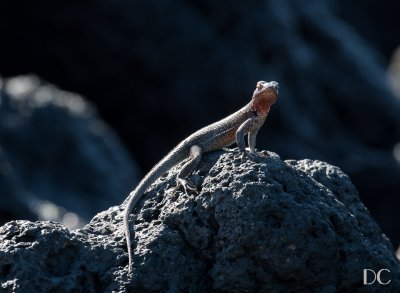 Lava lizard