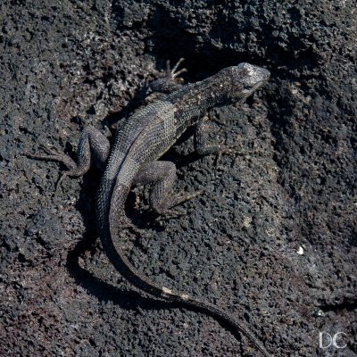 Lava lizard