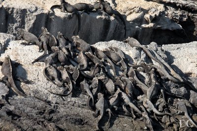 Marine iguanas