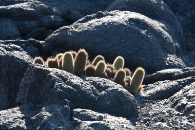 Lava cactuses
