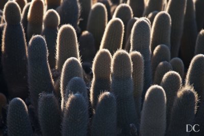 Lava cactuses (each is a separate plant)