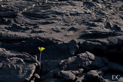 Flower and lava field, Fernandina Island