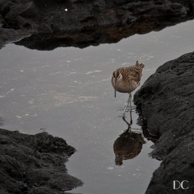 Whimbrel