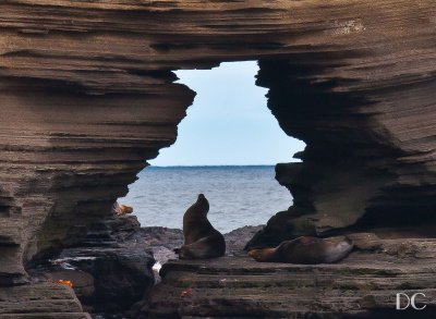Rock formation and sea lion