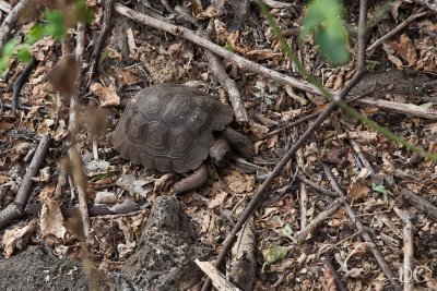 Baby giant tortoise