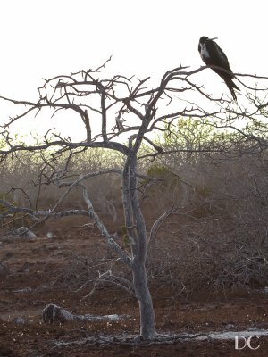 Frigate bird in palo santo tree