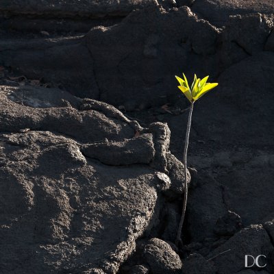 Flower and lava field, Fernandina Island