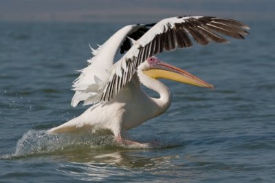 Rzss gdny (Pelecanus onocrotalus) 1872